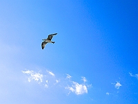 BOF2014 15  Bird in the sky