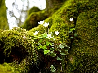 BOF2014 18  Flowers in the forest Solingen/Germany