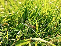 BOF2014 38  Grashopper