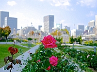 BOF2014 70  City Desert Rose Osaka/Japan